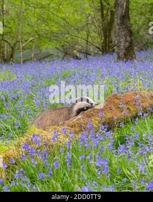 Badger européen, Meles meles, alimentation dans une forêt de bluebell, Dumfries et Galloway, Écosse Banque D'Images
