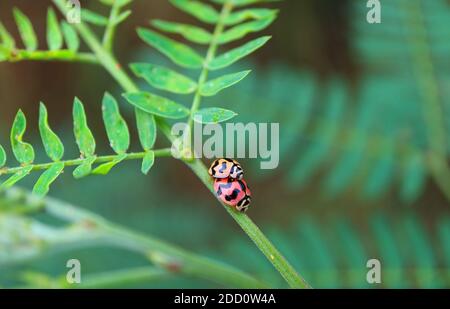 Gros plan de minuscules coccinelles qui se sont accouplés à la branche verte Banque D'Images