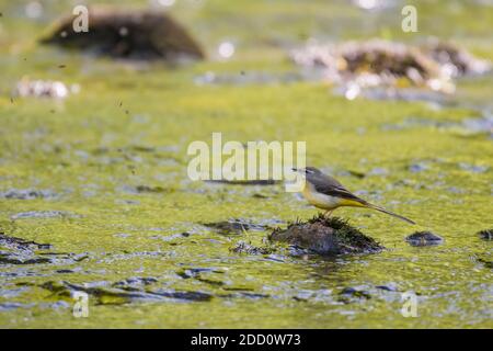 Queue de cheval grise, Motacilla cinerea, River Fleet, Dumfries & Galloway, Écosse Banque D'Images