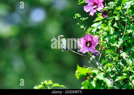 Colibri à gorge rubis perché sur Rose de Sharon Bush à côté Fleurs d'hibiscus et feuilles vertes orientées latéralement avec du pollen Sur Beak Banque D'Images