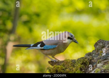 Jay, Garrulus glandarius, Dumfries & Galloway, Écosse Banque D'Images