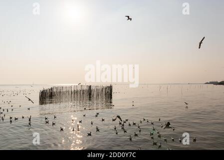 Les oiseaux de mouettes volent sur le ciel et la mer, volant autour d'une clôture en forme de coeur de bambou, dans une rive delta de rivière, à Bangpoo Thaïlande dans le ciel crépuscule, sensible FO Banque D'Images