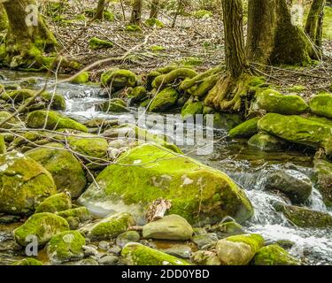 De près avec la rivière Wild qui coule à travers les Smokeys, TN Banque D'Images