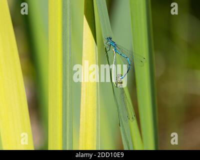 Damselflies d'azur, puella de Coenagrion, accouplement, sur les feuilles d'iris dans un étang, Dumfries & Galloway, Écosse Banque D'Images