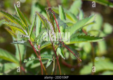 Grands damselflies rouges, Pyrhosoma nymphula, perchés sur les feuilles de Marsh Cinquefoil dans un étang, Dumfries & Galloway, Écosse Banque D'Images