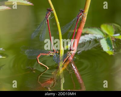 Grands damselflies rouges, Pyrhosoma nymphula, pondre des œufs dans un étang, Dumfries & Galloway, Écosse Banque D'Images