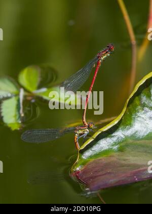 Grands damselflies rouges, Pyrhosoma nymphula, pondre des œufs dans un étang, Dumfries & Galloway, Écosse Banque D'Images
