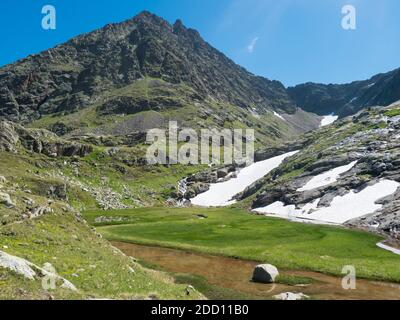 Magnifique marécage du printemps, la fonte de la glace et de la neige, prairie de montagne alpine appelée Parades avec herbe verte luxuriante et des fleurs. Sentier de randonnée de Stubai Banque D'Images