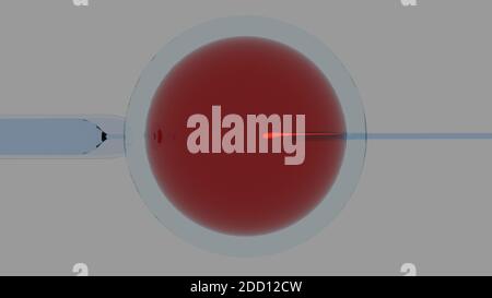 Insémination artificielle d'un œuf humain en laboratoire. Rendu 3D sur fond blanc. Banque D'Images