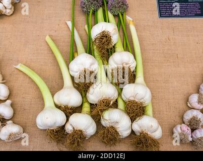 Gros plan d'Allium Ampeloprasum, bulbes d'ail d'éléphant à l'exposition de la stalle du marché, Royaume-Uni Banque D'Images