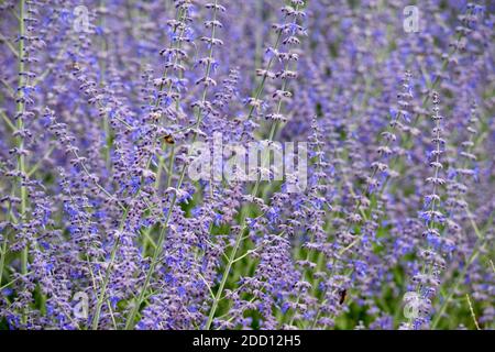 Frondes de Vera de lavande, Lavandula angustifolia Vera. Banque D'Images