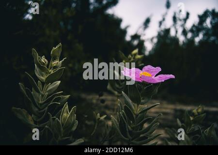 Gros plan d'une fleur rose de cistus albidus sur le pointe d'une tige sur un arrière-plan non focalisé Banque D'Images