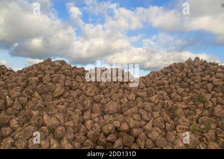 Heap de betteraves à sucre à l'automne après la récolte sous ciel bleu avec des nuages Banque D'Images