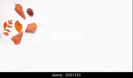 Panoramique arrière-plan blanc isolé avec des feuilles jaune-orange tombées d'un arbre d'automne. Photographie d'automne 2020-2021. Banque D'Images