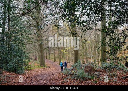 Deux femmes âgées marchant dans les bois automnaux d'Abinger Roughs sur les North Downs, Surrey Hills Angleterre Royaume-Uni Banque D'Images
