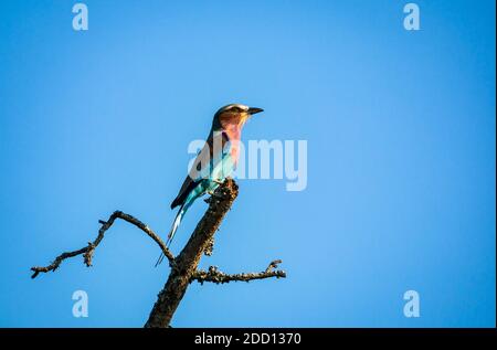 Rouleau lilas coloré croisé, Coracias caudatus, perché sur une branche morte contre le ciel bleu, parc national Kruger, Afrique du Sud Banque D'Images