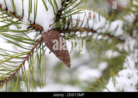 Cône de pin poussant sur une branche d'arbre recouverte de neige. Arrière-plan pour le temps d'hiver Banque D'Images