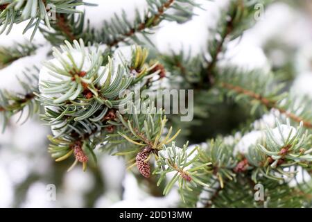 Branches d'épinette avec aiguilles recouvertes de neige. Sapin naturel en hiver pour Noël et le nouvel an Banque D'Images