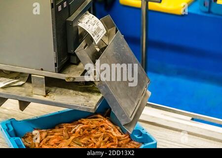 Vente aux enchères de poissons catalanes à Palamós, Espagne Banque D'Images
