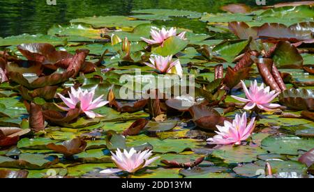 Nénuphars sur un étang, Devon. Banque D'Images