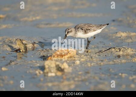 Sandpiper à large bec sur la côte nord-est du Qatar Banque D'Images