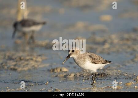 Sandpiper à large bec sur la côte nord-est du Qatar Banque D'Images