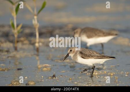 Sandpiper à large bec sur la côte nord-est du Qatar Banque D'Images