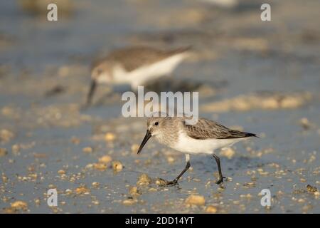 Sandpiper à large bec sur la côte nord-est du Qatar Banque D'Images