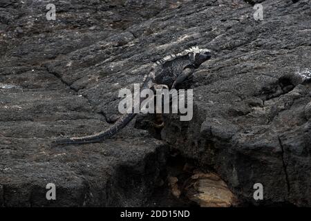 Iguana marine marchant sur la rive rocheuse de lave du port d'Egas à l'île de Santiago dans l'archipel des Galapagos. Banque D'Images