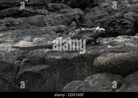 Iguana marine marchant sur la rive rocheuse de lave du port d'Egas à l'île de Santiago dans l'archipel des Galapagos. Banque D'Images