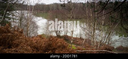 Lac au nord de Paris en décembre, bouleaux, fougères. Banque D'Images