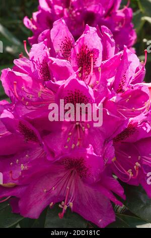 Grandes fleurs de Rhododendron rouge au début de juin. Banque D'Images