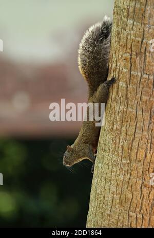 Écureuil de Pallas (Callosciurus erythraeus) adulte accrochant au tronc d'arbre Taipei, Taïwan Avril Banque D'Images