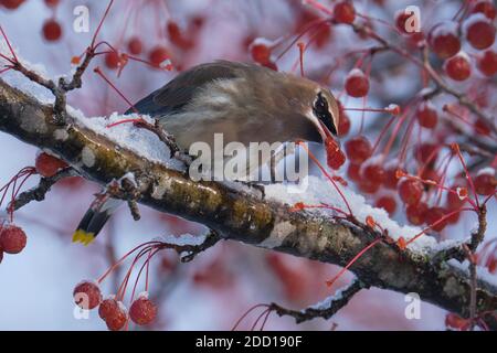 Ottawa, Canada. 23 novembre 2020. Une aile à cire de cèdre, Bombycilla cedrorum, se nourrissent d'un crabapple à la suite de la première forte chute de neige de la saison. Cette passerine de taille moyenne est brune globale avec un lavage jaune pâle sur le ventre. Il est nommé pour les bouts cireux rouges sur certaines des plumes d'aile, il déplace le régime des insectes à principalement des baies en automne et en hiver. Banque D'Images