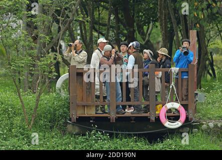 Coureurs d'oiseaux dans l'aire de loisirs forestière nationale de Dasyueshan International Course d'oiseaux Taïwan Avril 2013 Banque D'Images