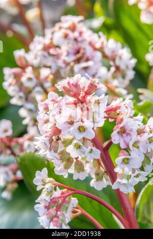 Saxifraga umbrosa, London Pride, Banque D'Images