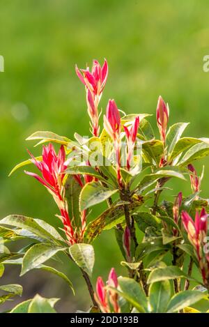 Fleurs rouges de l'arbuste vert à feuilles persistantes de Pieris japonica floraison Banque D'Images