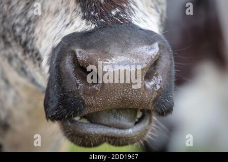 Gros plan du nez et de la bouche d'un noir Et la vache blanche dans la région de l'Australie Banque D'Images