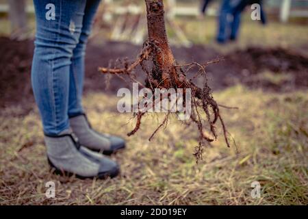 Les mains plantant un arbre. Planter un arbre Banque D'Images