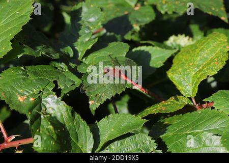 Sympetrum sanguineum, ruddy darter, homme Banque D'Images