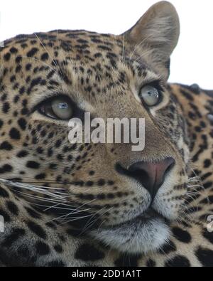 Gros plan portrait de léopard (Panthera pardus) reposant sur une branche d'un arbre ombragé. Parc national du Serengeti, Tanzanie. Banque D'Images