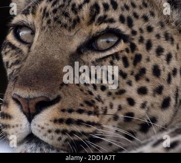 Portrait de gros plan d'un léopard (Panthera pardus) reposant à l'ombre. Parc National Du Serengeti, Tanzanie. Banque D'Images