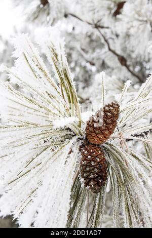 Pommes de pin sur branche de pin couverte par Frost Banque D'Images