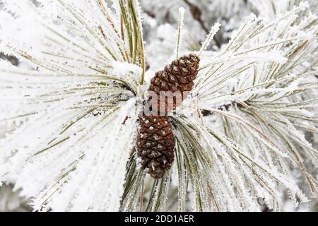 Gros plan de Pine Cones sur Pine Tree Branch couvert dans Givre Banque D'Images