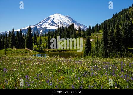 WA18422-00...WASHINGTON - Prairie couverte de fleurs sauvages et petit lac le long de la piste de Naches Peak Trail dans le parc national du Mont Rainier. Banque D'Images