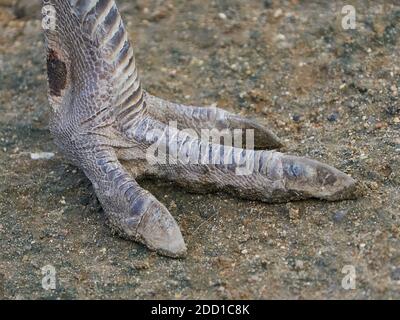 Gros plan du pied sur une plus grande nandou (Rhea americana) Banque D'Images