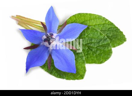 Plante bourrache (Borago officinalis) isolé sur fond blanc Banque D'Images