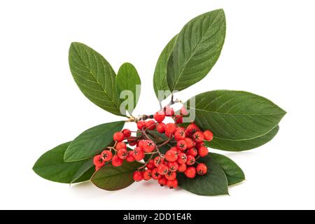 Branche de Cotoneaster avec baies isolées sur fond blanc Banque D'Images