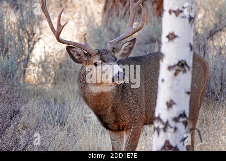 Un grand buck de cerf mulet se nourrissant sur la navigation sauvage et les arbustes dans un cadre rural dans le centre de l'Oregon près des montagnes Cascade. Banque D'Images