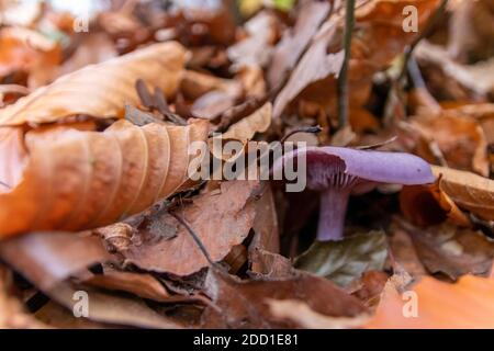 De gros champignons dans une forêt que l'on retrouve lors de la visite en cascade automne avec feuillage brun en contre-jour sur le sol dans saison des champignons comme délicieux dangereux Banque D'Images